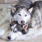 Nirwa Faux Fur Orthopedic Dog Bed - Western Nest, LLC
