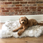 Nirwa Faux Fur Orthopedic Dog Bed - Western Nest, LLC