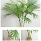 Palm Leaves - Western Nest, LLC