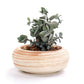 Victoria - Multipurpose Ceramic Planter - Western Nest, LLC