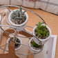 Coral - Ferris Wheel White Ceramic Flower Pots - Western Nest, LLC